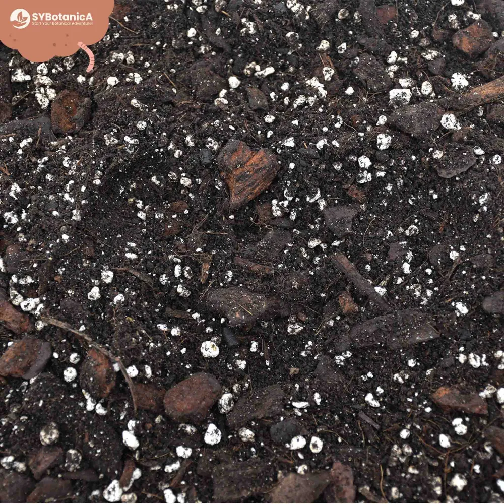 Anthuriumjord (5 L)