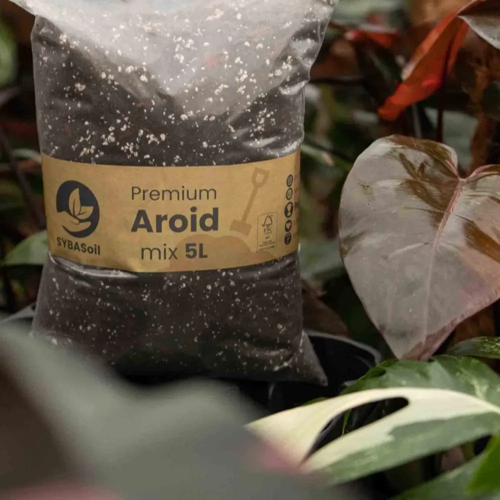 Araceae-blandning - 5L
