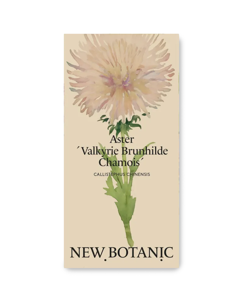 Aster 'Valkyrie Brunhilde'