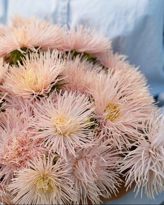 Aster 'Valkyrie Brunhilde'