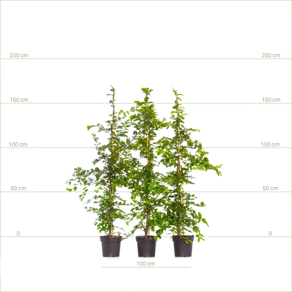 Avenbok 150-175 cm