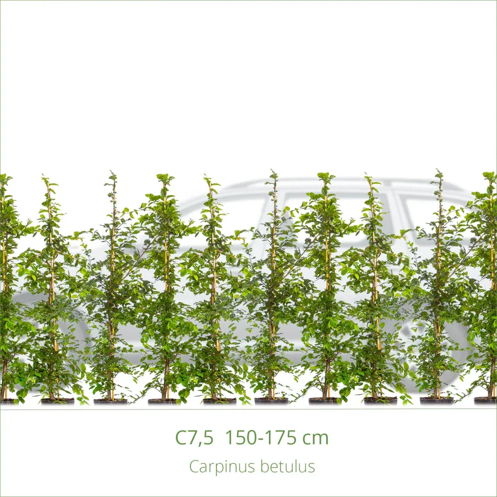 Avenbok 150-175 cm