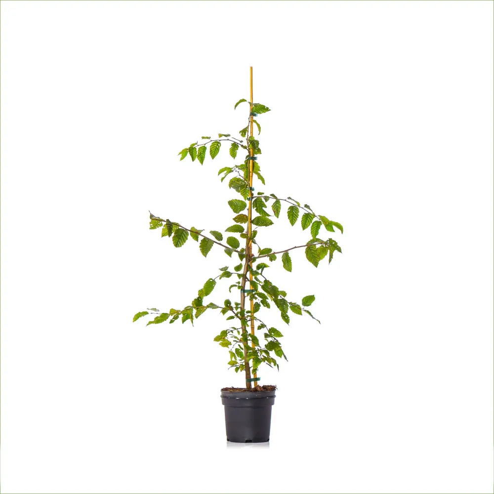 Avenbok 80-100 cm