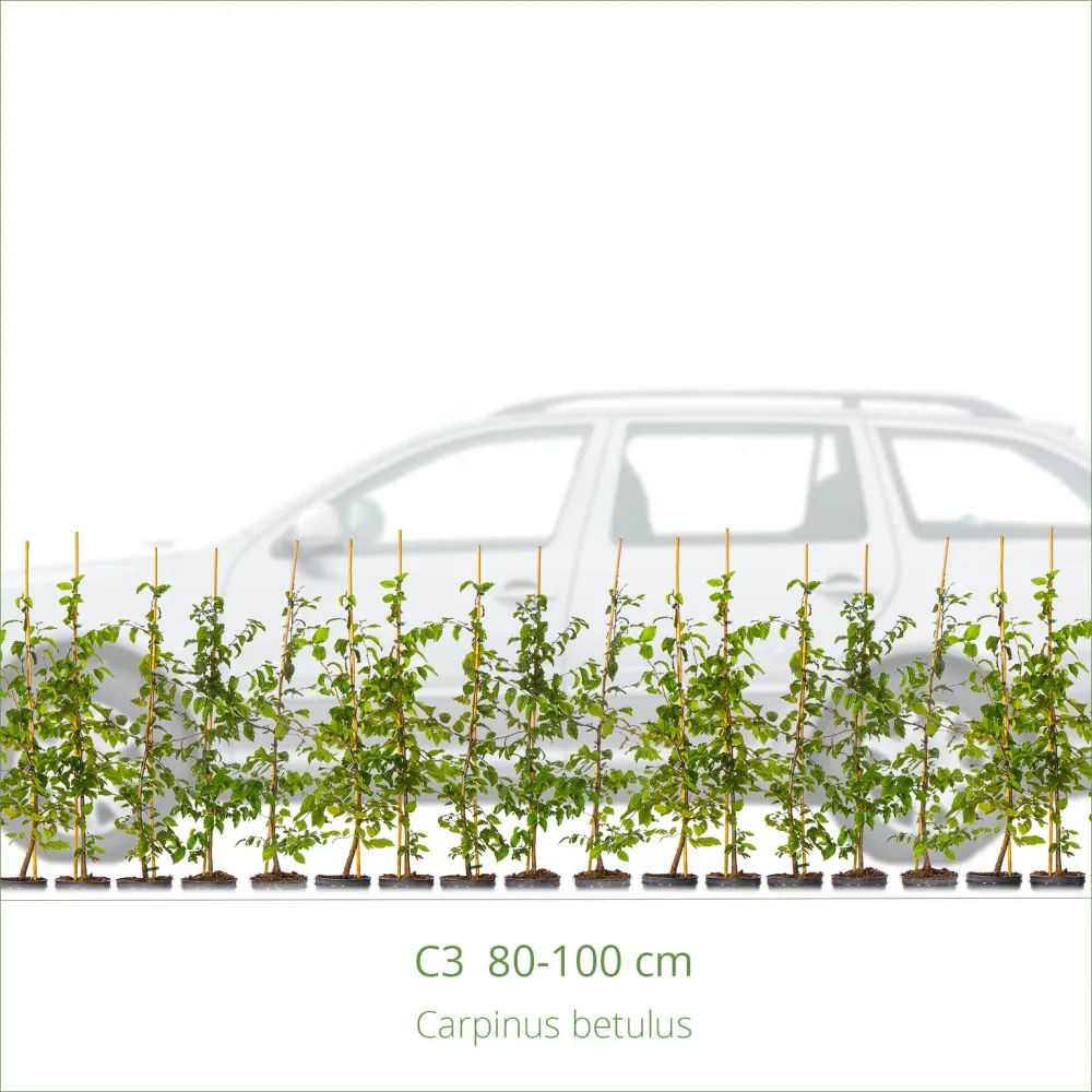 Avenbok 80-100 cm