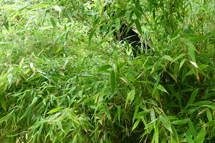 Bergbambu 'Jumbo' 60-80 cm