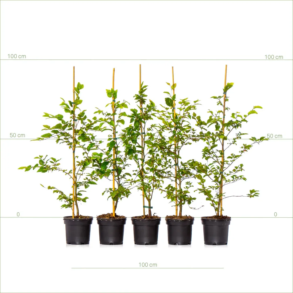 Bokhäck 60-80 cm