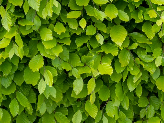 Bokhäck 80-100 cm