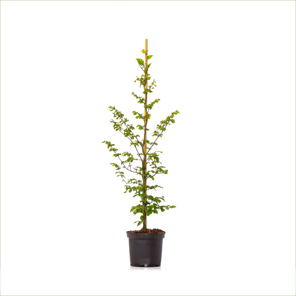Bokhäck 80-100 cm