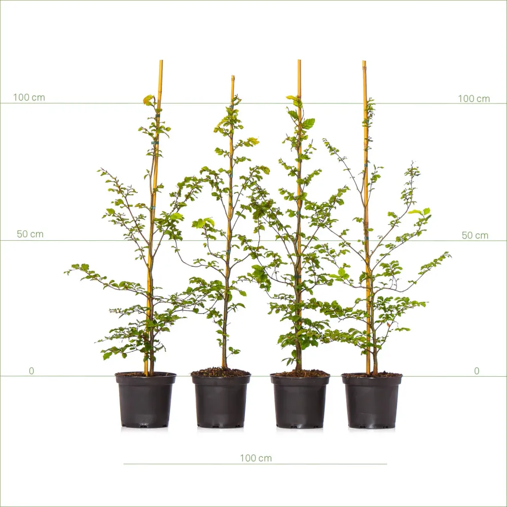 Bokhäck 80-100 cm