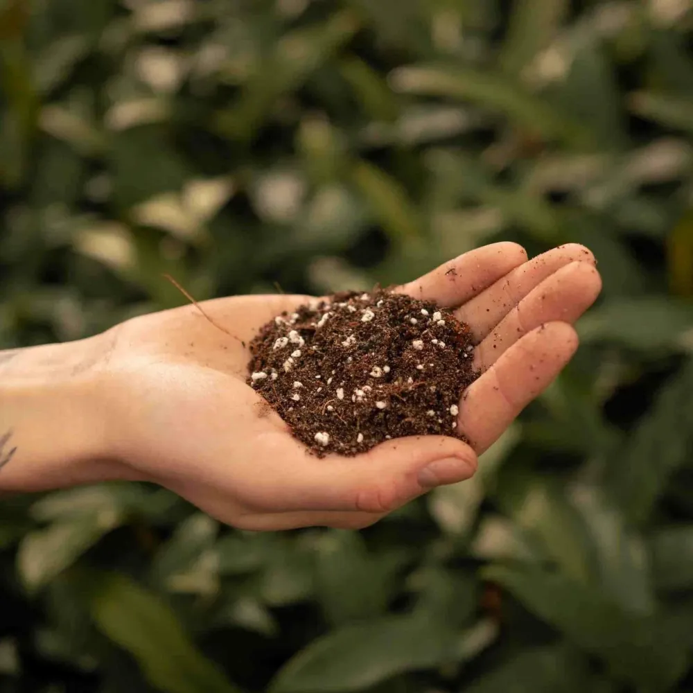 Ficus krukjord - 5L