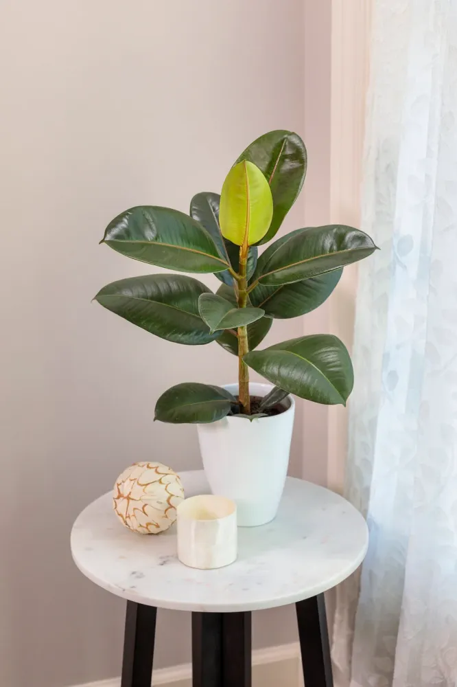 Ficusjord (5 L)