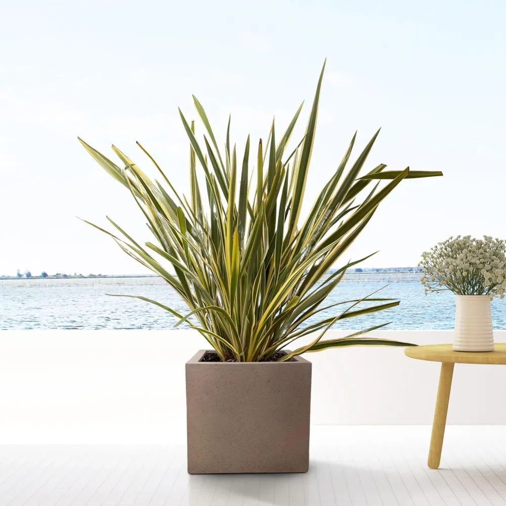 Grigo Cube Pot Brons 40 cm