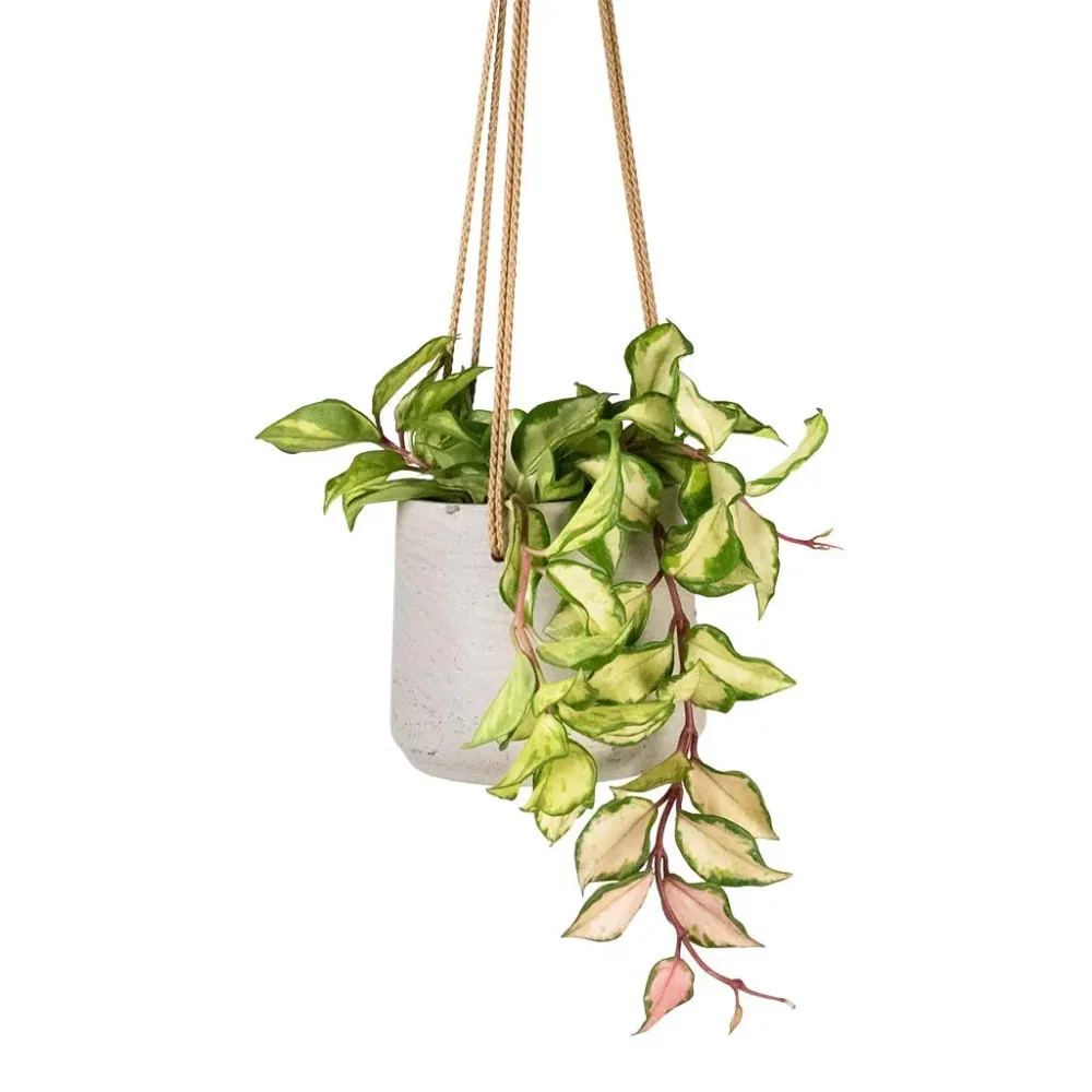 Hoya-jord (5 L)