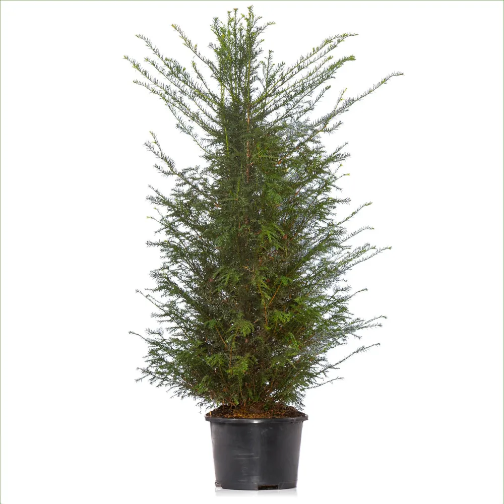 Idegran 125-150 cm