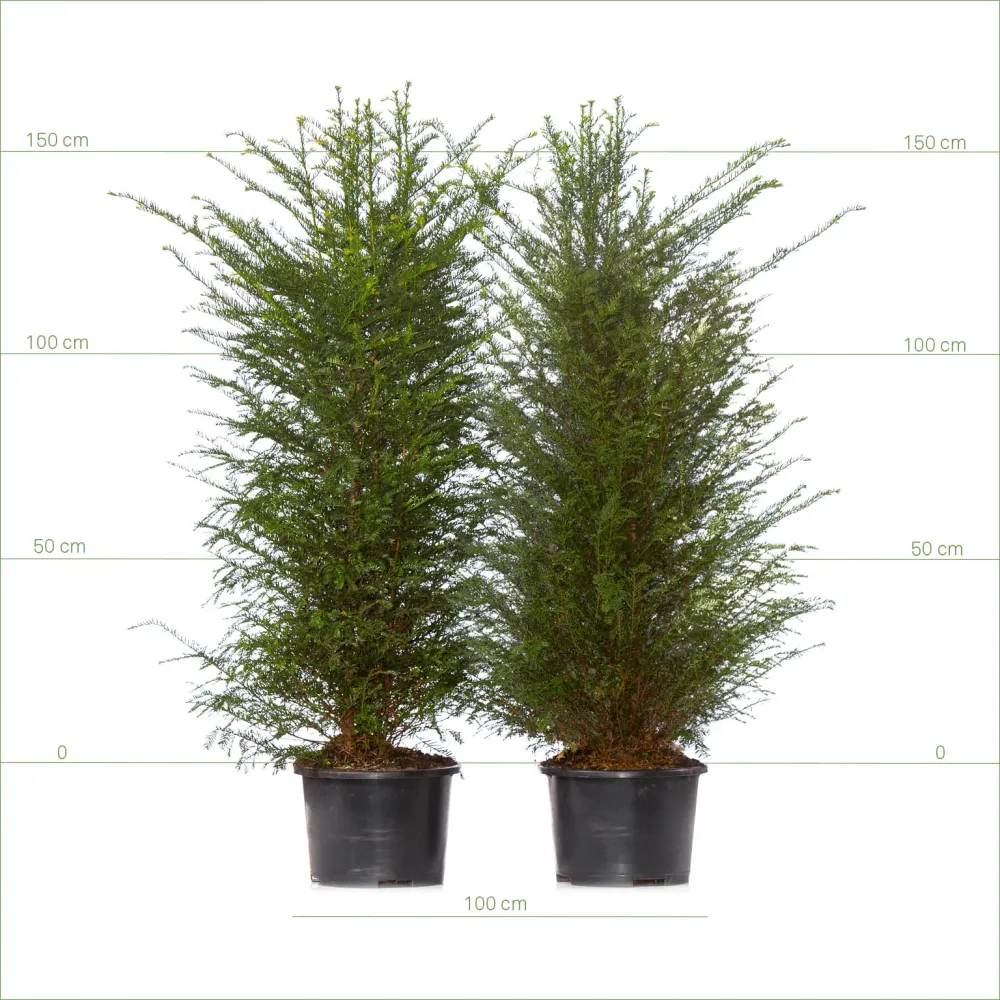 Idegran 125-150 cm