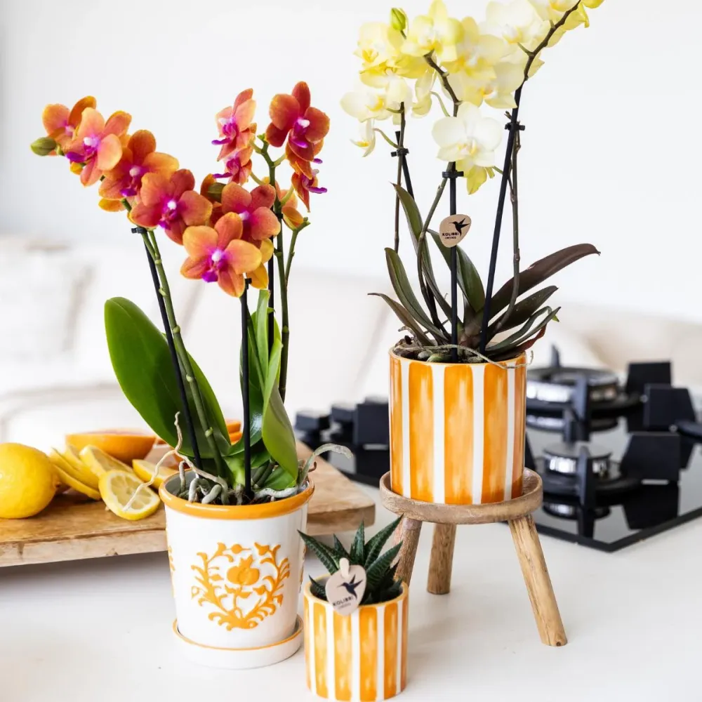 Malaga orange växtkruka