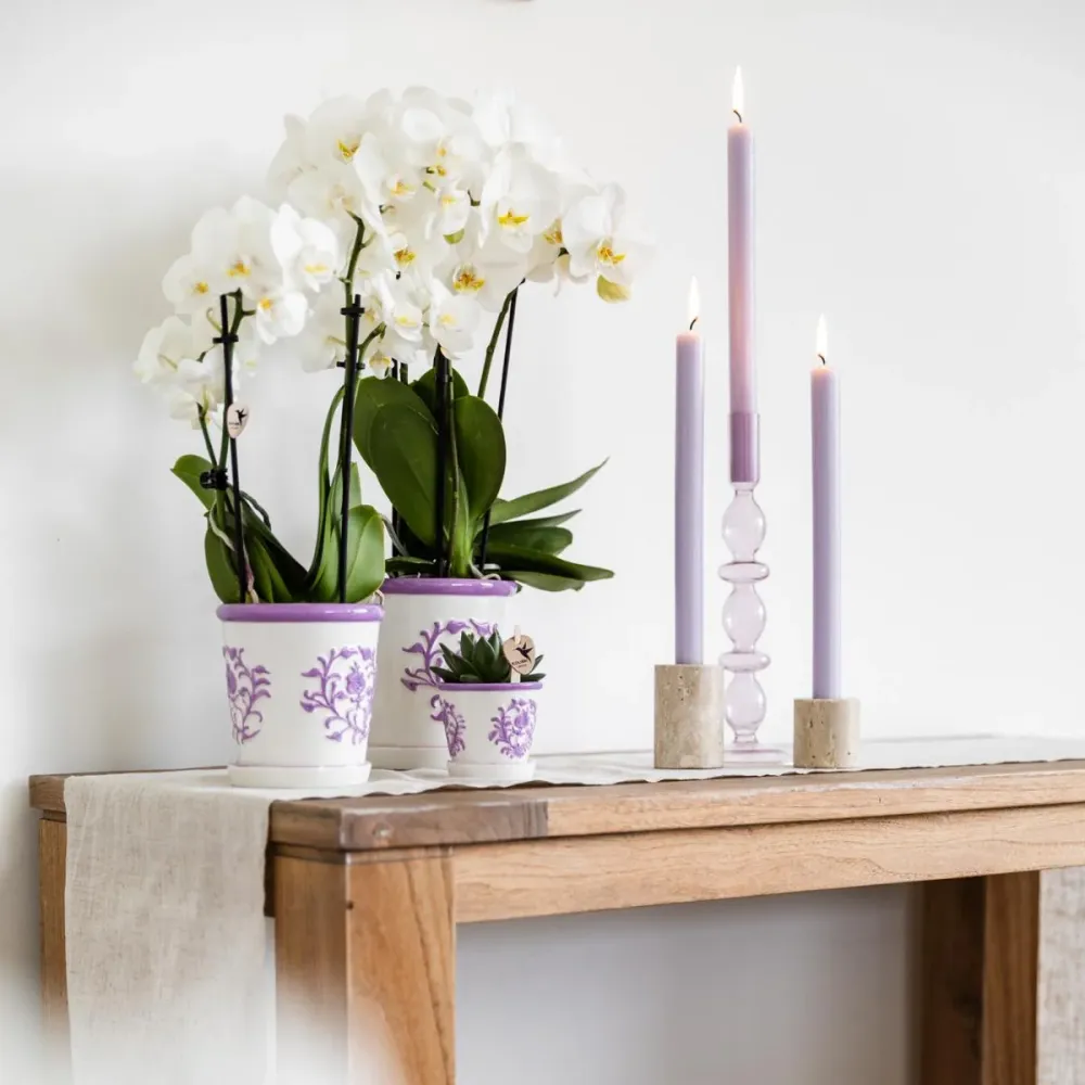 Sierpot Malaga Lilac