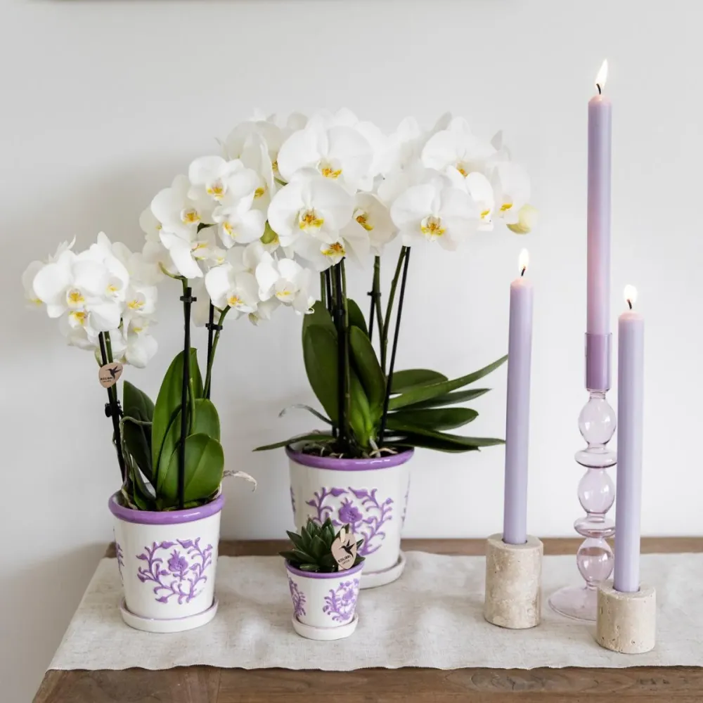 Sierpot Malaga Lilac