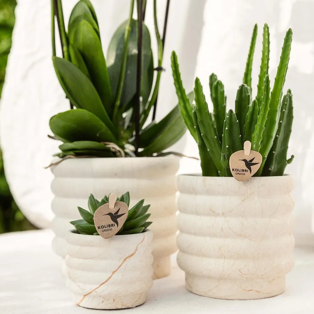 Sierpot Marmor Ljus