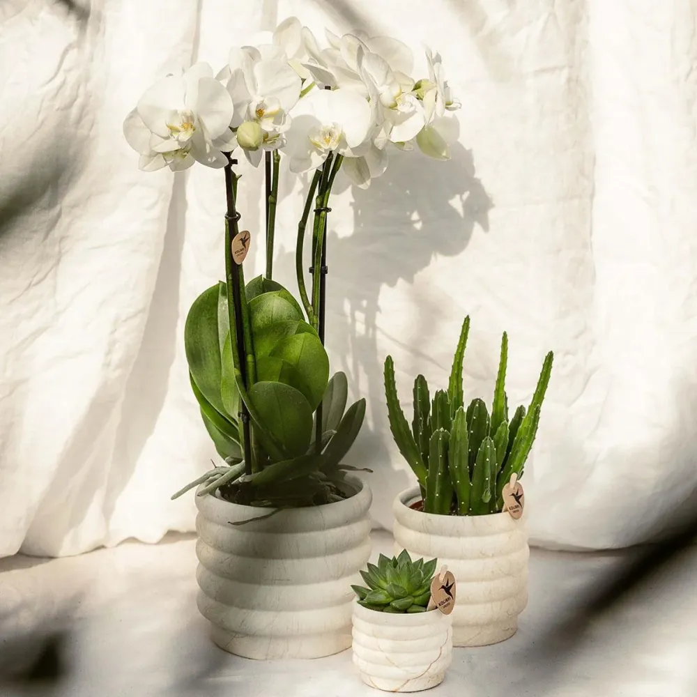 Sierpot Marmor Ljus