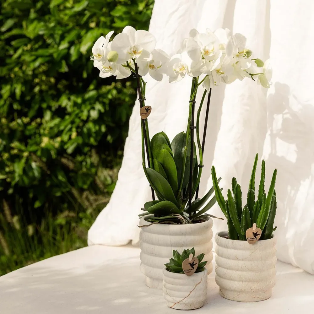 Sierpot Marmor Ljus