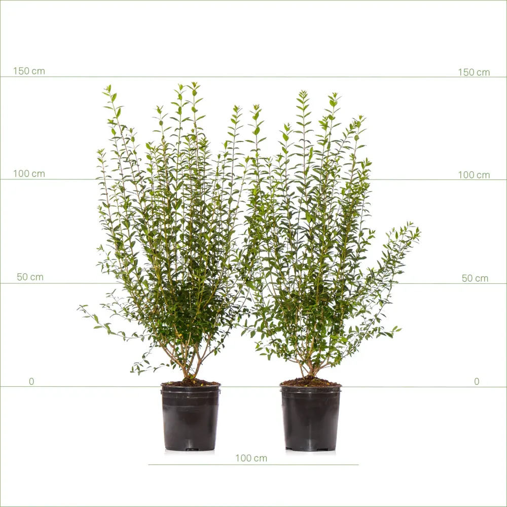 Vintergrön liguster 125-150 cm
