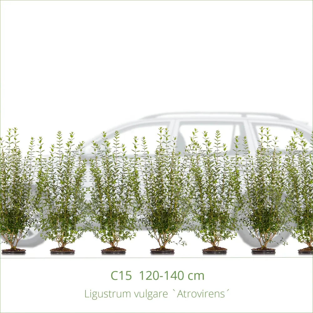 Vintergrön liguster 125-150 cm