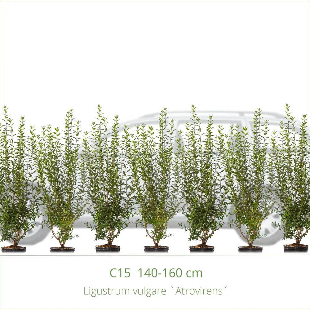 Vintergrön liguster 150-175 cm 11-pack