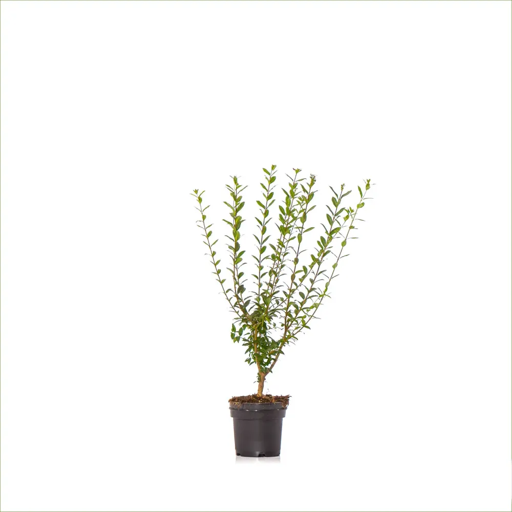 Vintergrön liguster 60-100 cm