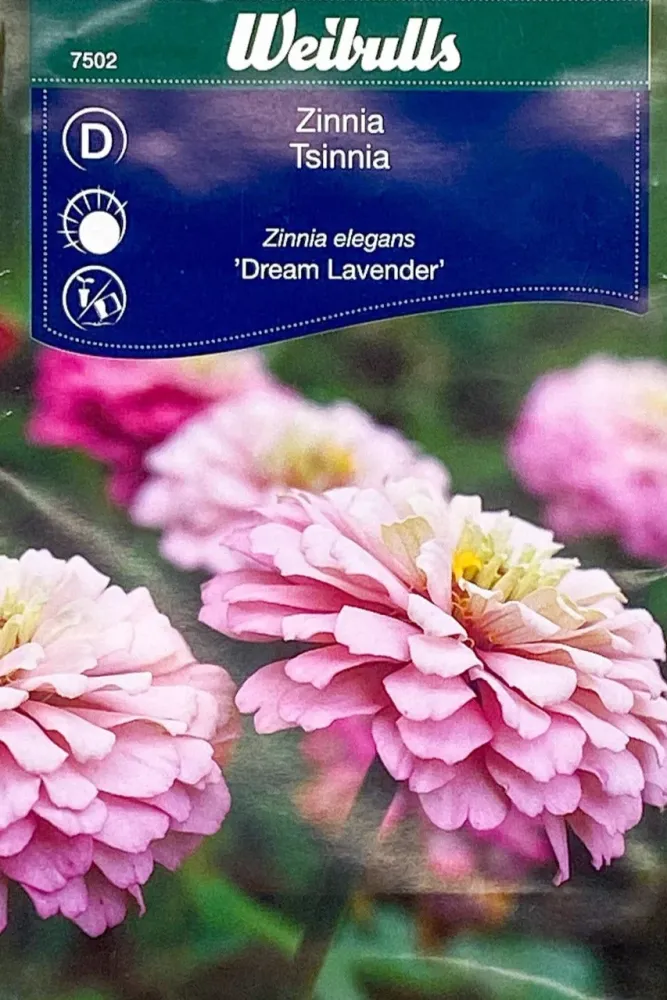 Zinnia Dream Lavender
