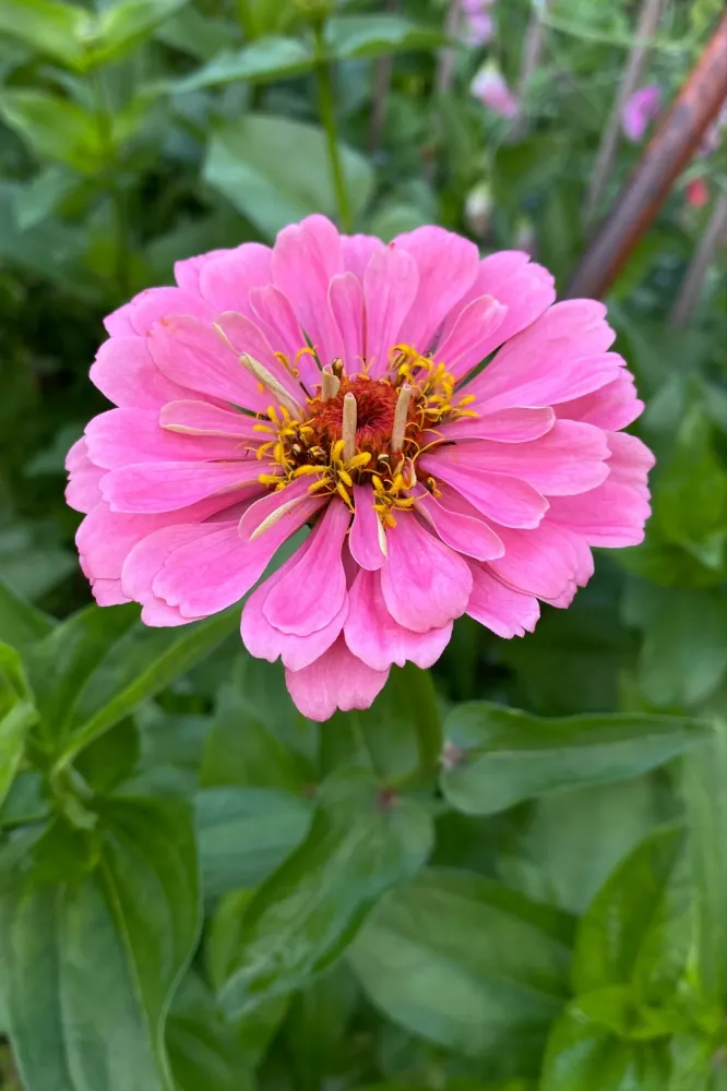 Zinnia Luminosa