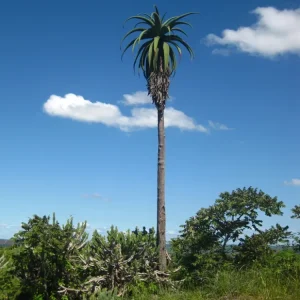 Zimbabwe Aloe (Aloe excelsa) | frön, 20 st. a Piece of Nature