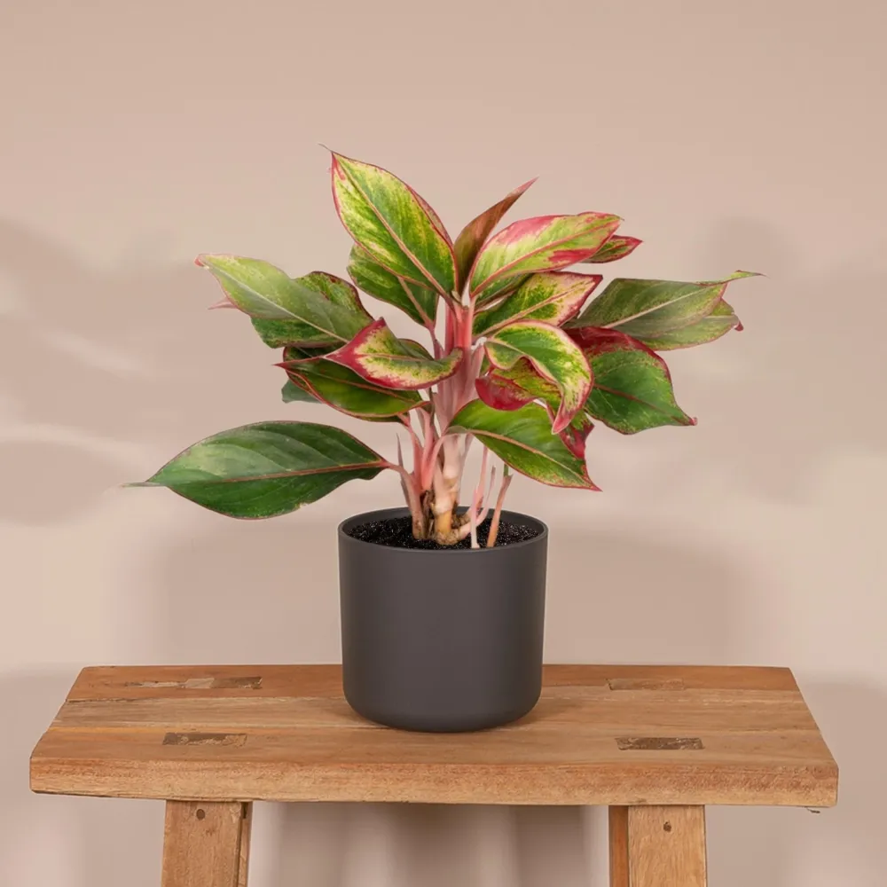 Aglaonema Kreta