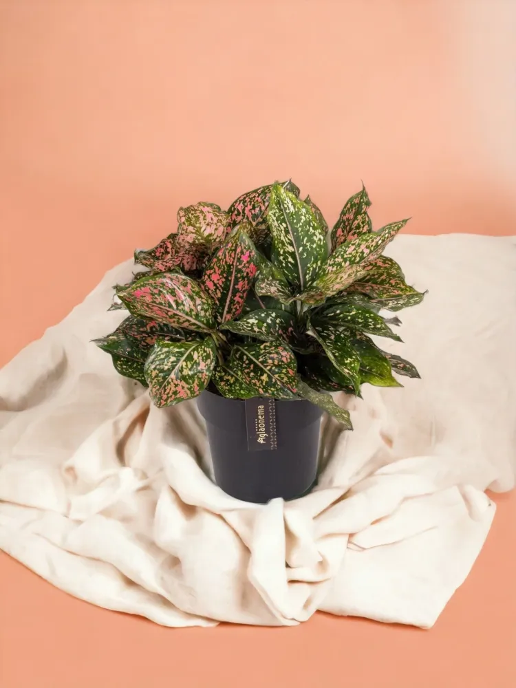 Aglaonema rosa leopard