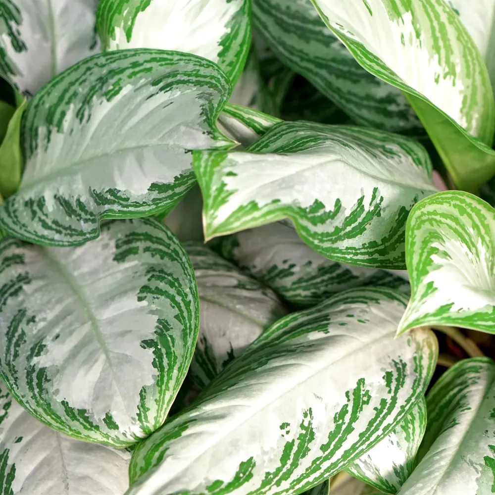 Aglaonema Silver Bay och korg