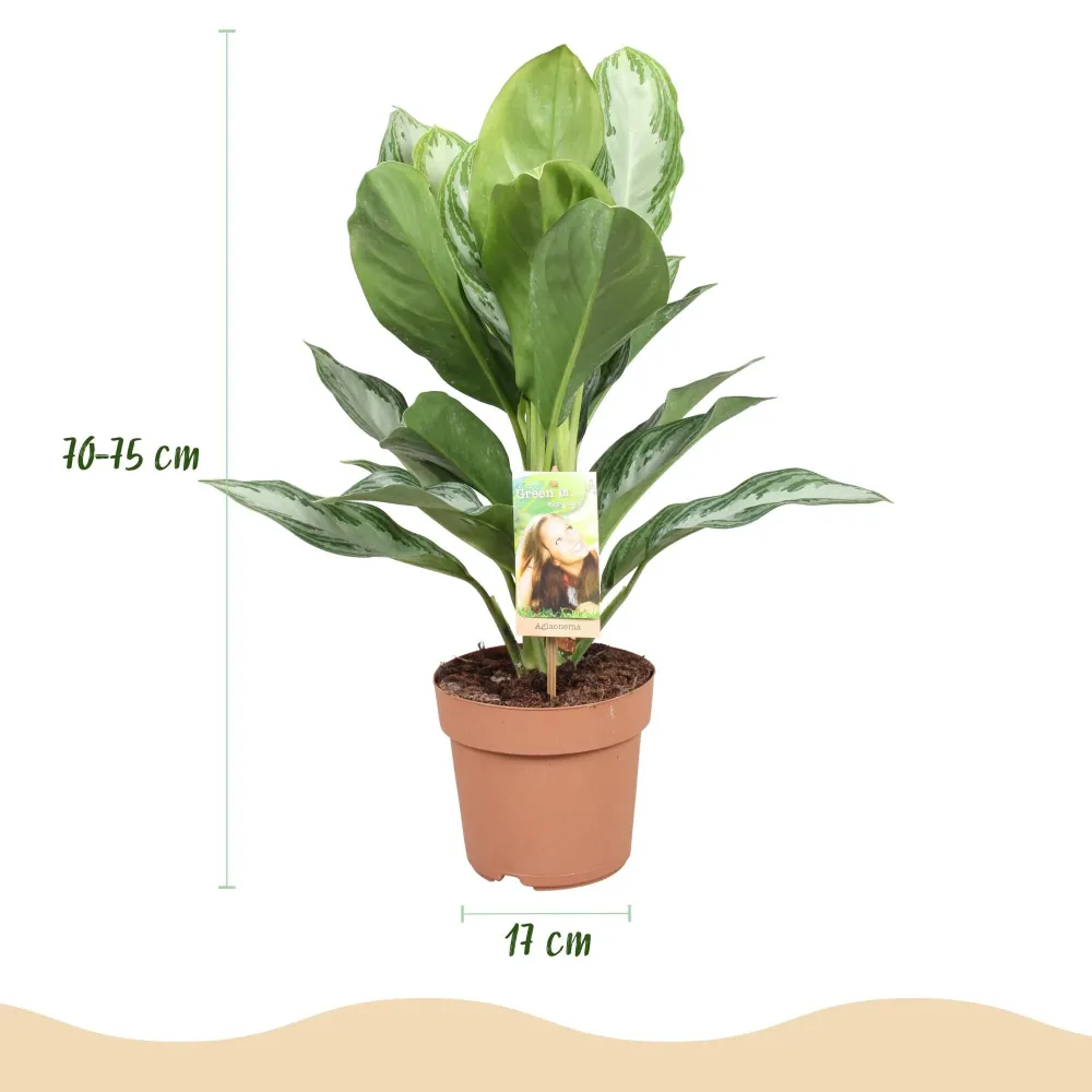 Aglaonema Silver Bay och korg