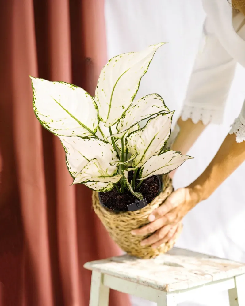 Aglaonema White Joy
