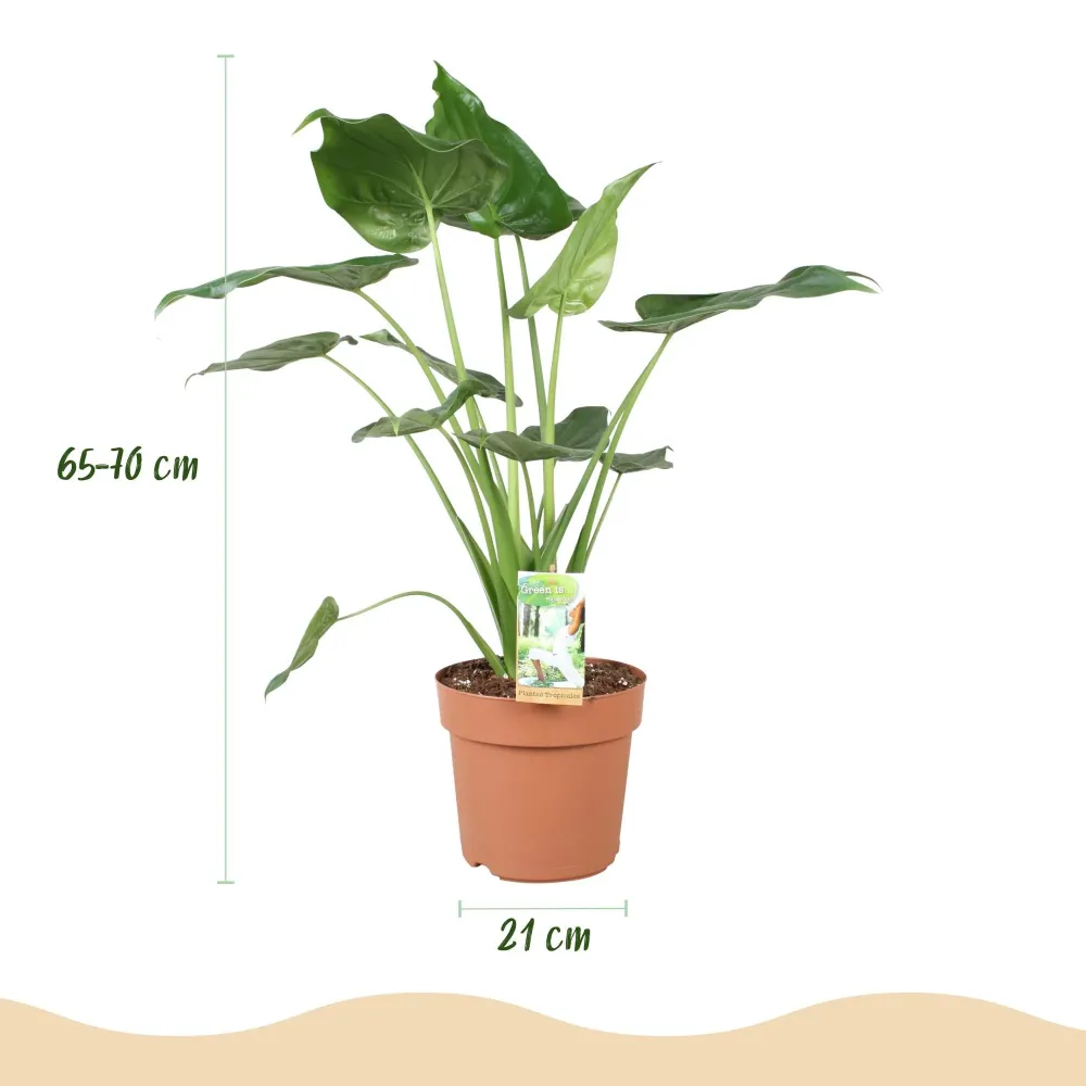 Alocasia Cucullata