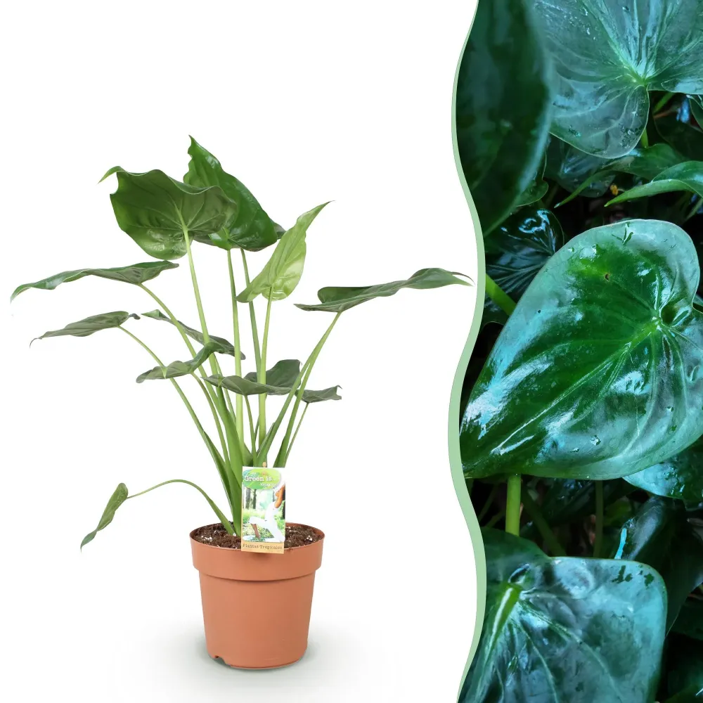 Alocasia Cucullata