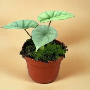 Alocasia Platinum