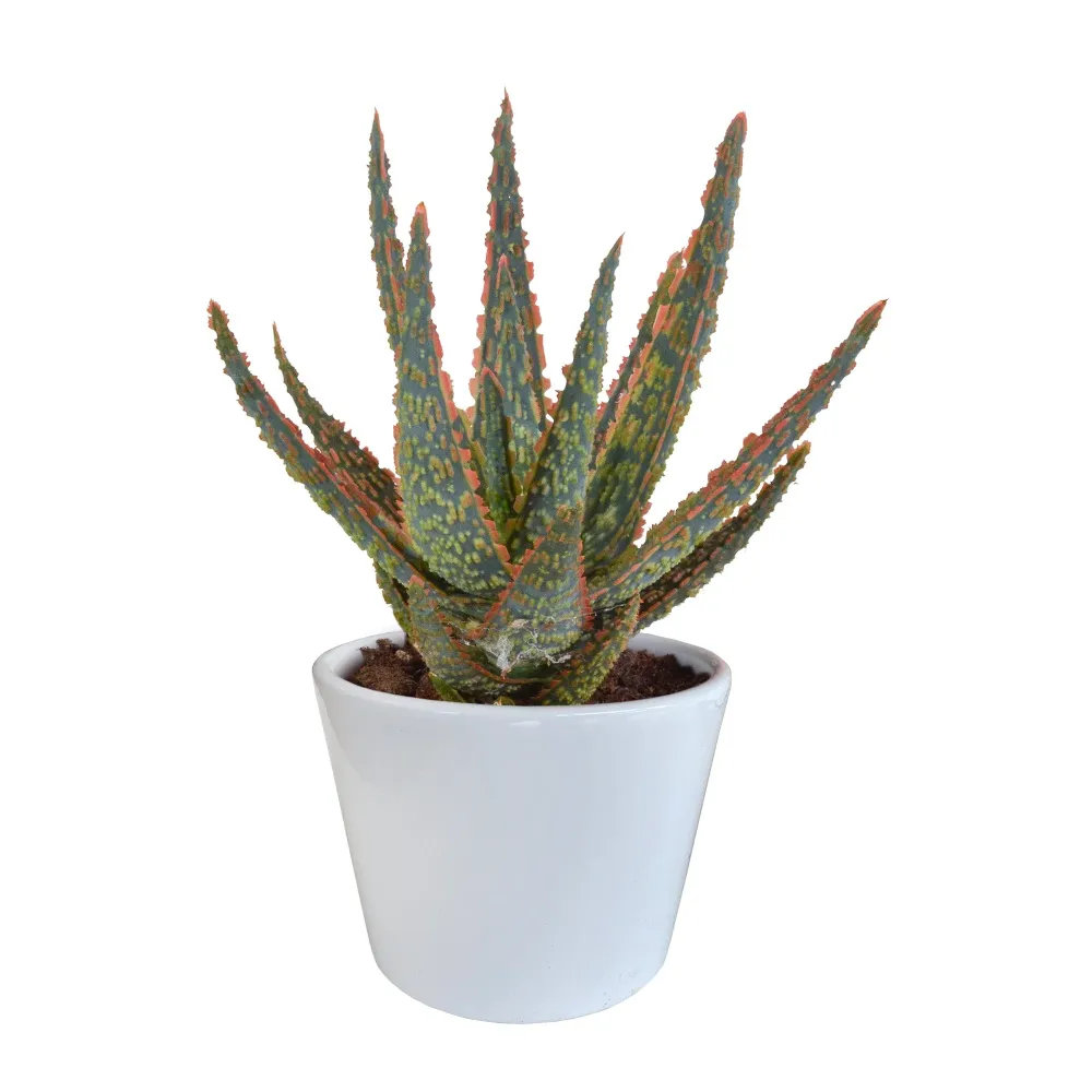 Aloe Zebrina