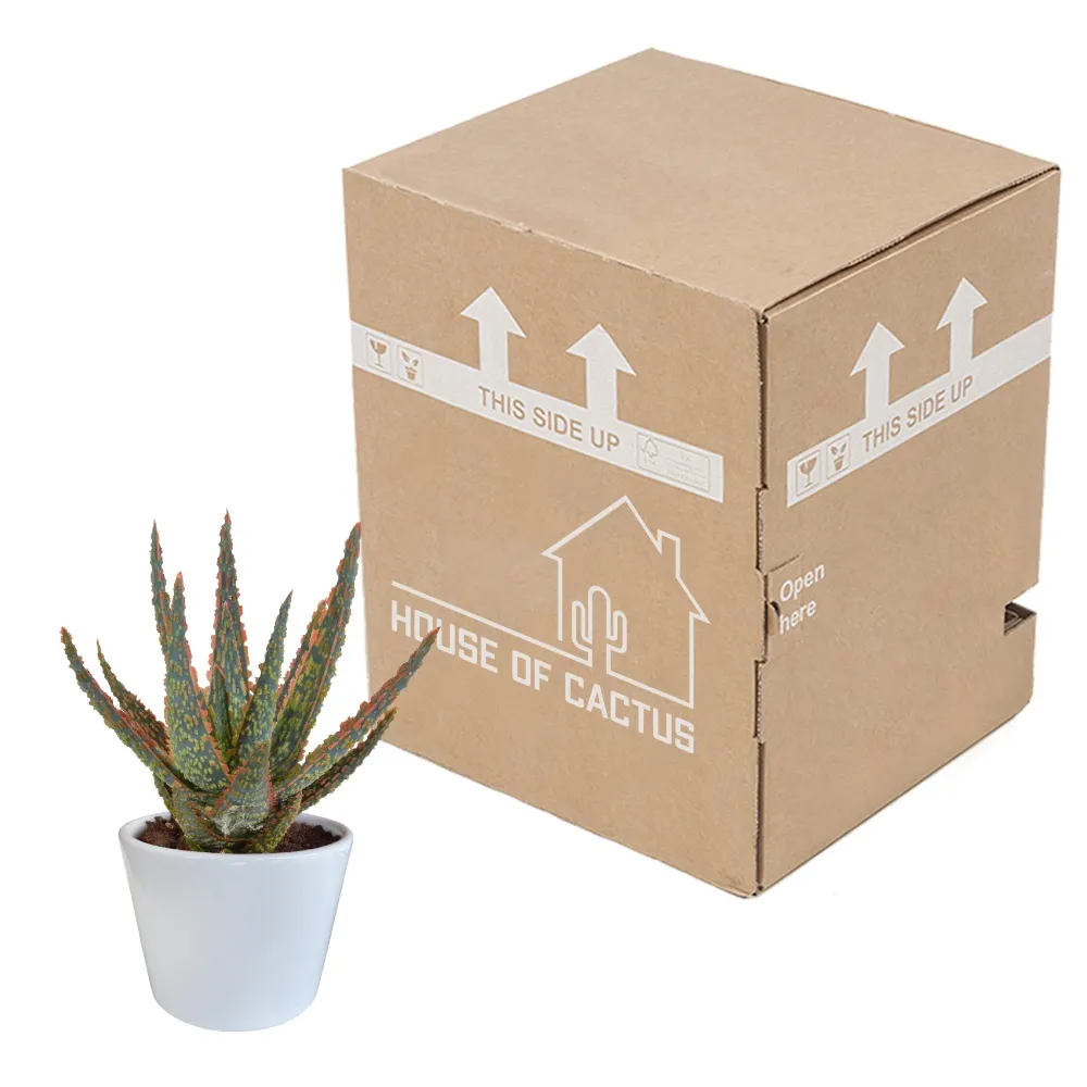Aloe Zebrina