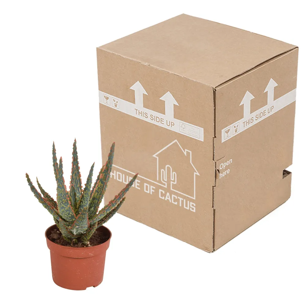 Aloe Zebrina