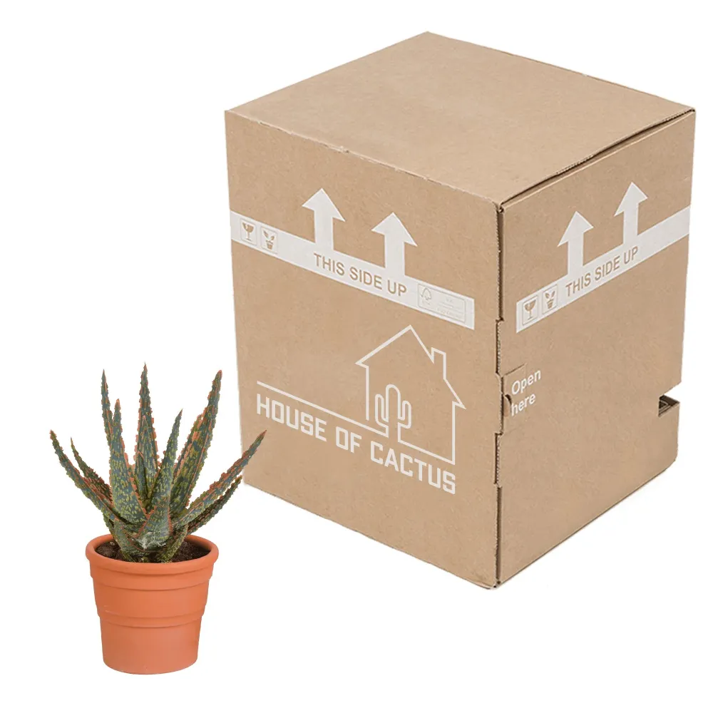 Aloe Zebrina