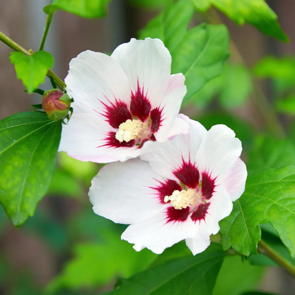 Altea (Hibiscus syriacus) 'Hamabo'