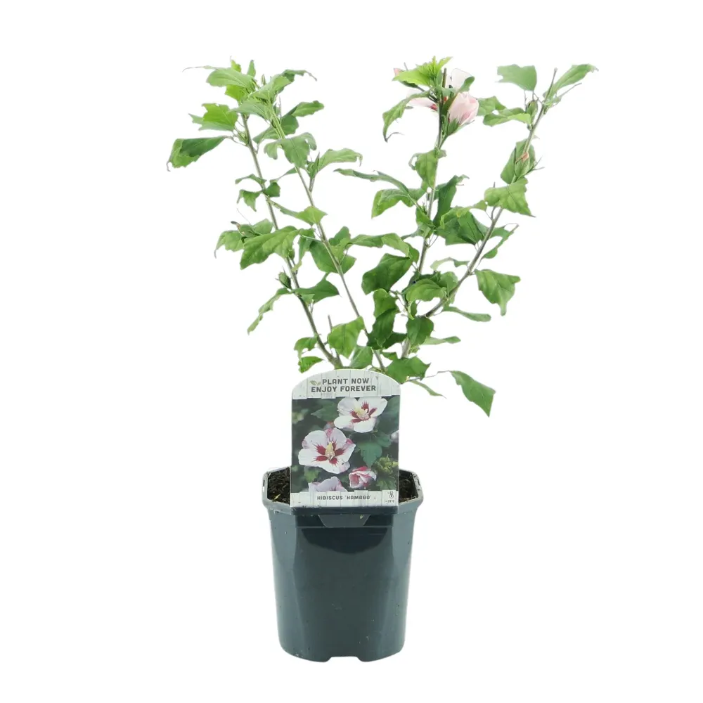 Altea (Hibiscus syriacus) 'Hamabo'