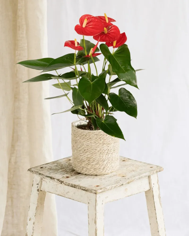 Röd Anthurium