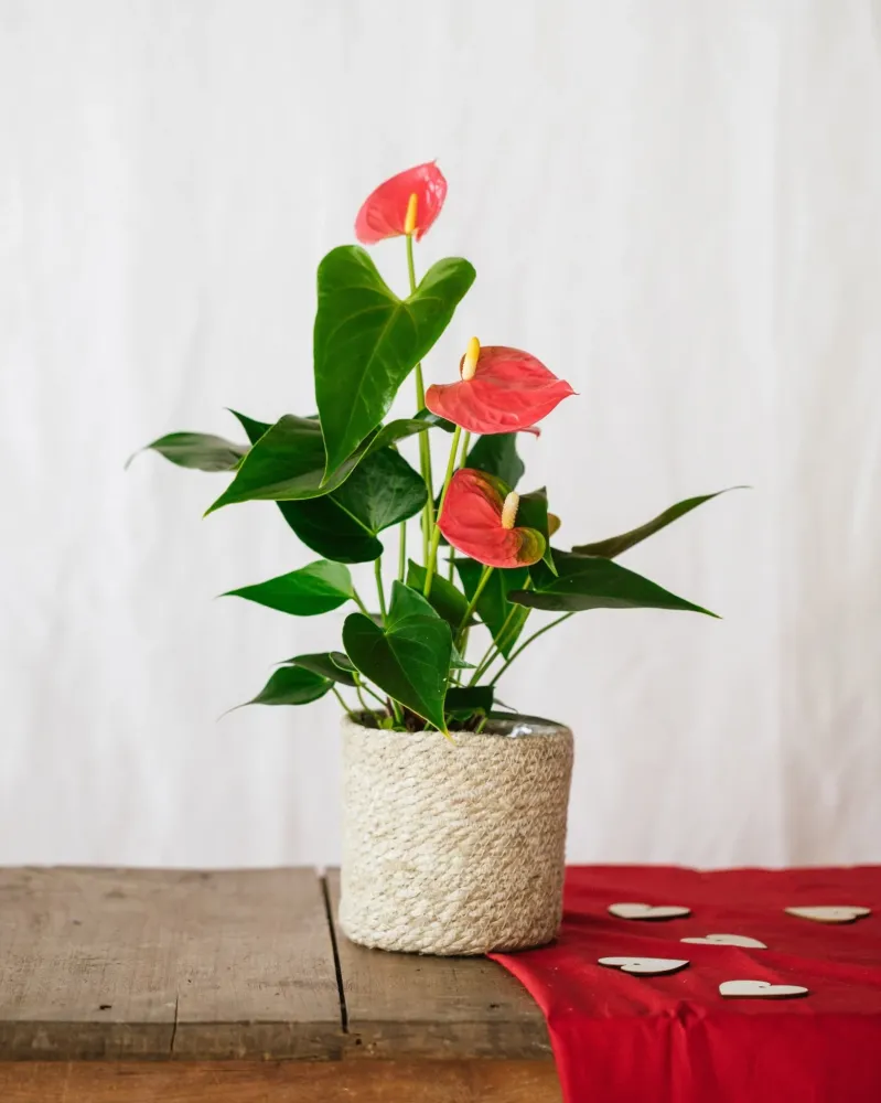 Röd Anthurium