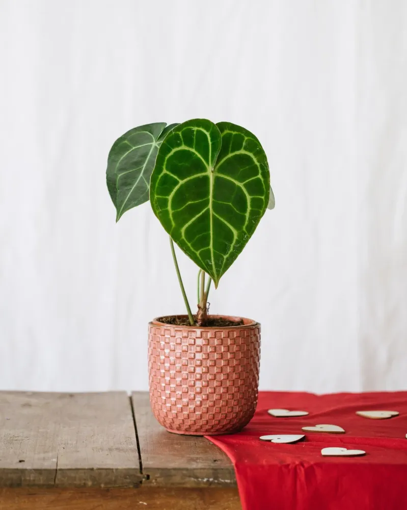 Anthurium Clarinervium