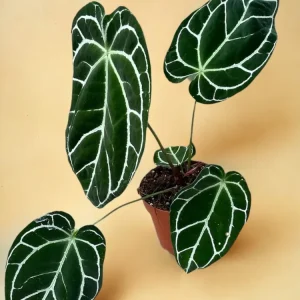 Anthurium Crystallinum